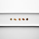 The Art of Roasting: How Medium and Medium Light Roasts Shape Your Coffee Experience